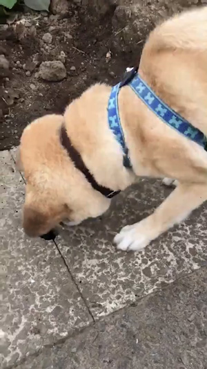 側溝をのぞき込むワンコアップ