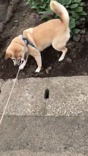 ふんばるワンコ