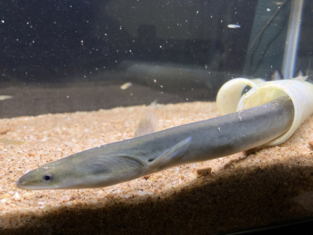 ウナギの加藤さん