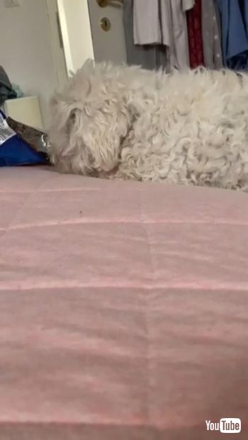 お菓子に夢中なわんこ