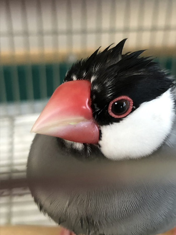 あずきさんアップ