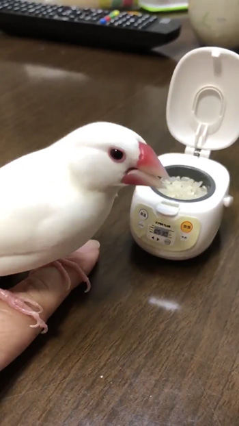 お米を食べる文鳥