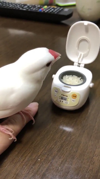 炊飯器の方を向くみるくさん