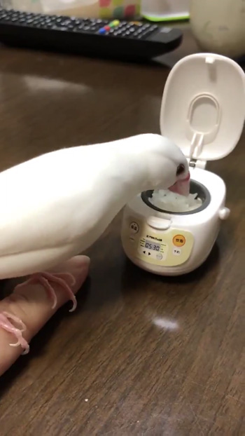 炊飯器の方をのぞき込むみるくさん