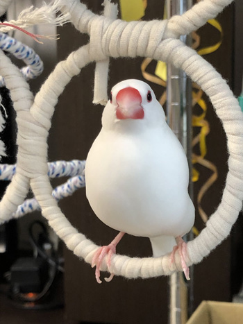 丸の中のみるくさん