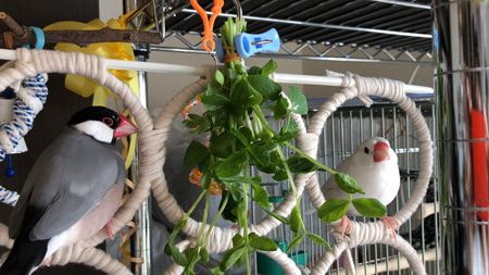 あずきさんとみるくさん