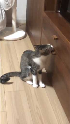 猫 家具 取っ手 かむ あくび フェイント まめきちまめこ ニートの日常 タビ 漫画