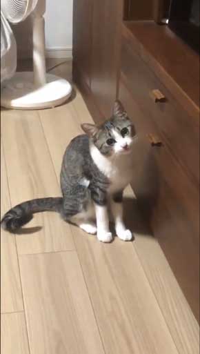 猫 家具 取っ手 かむ あくび フェイント まめきちまめこ ニートの日常 タビ 漫画