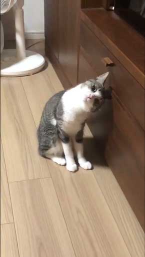 猫 家具 取っ手 かむ あくび フェイント まめきちまめこ ニートの日常 タビ 漫画