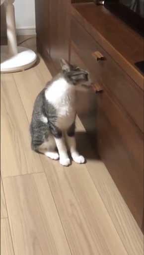 猫 家具 取っ手 かむ あくび フェイント まめきちまめこ ニートの日常 タビ 漫画