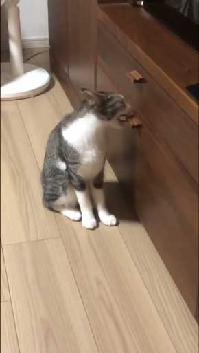 猫 家具 取っ手 かむ あくび フェイント まめきちまめこ ニートの日常 タビ 漫画