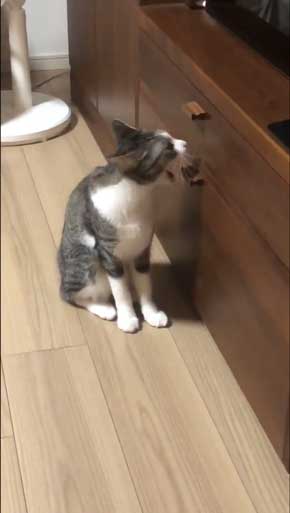 猫 家具 取っ手 かむ あくび フェイント まめきちまめこ ニートの日常 タビ 漫画