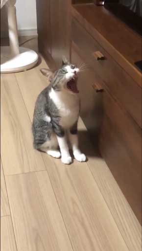 猫 家具 取っ手 かむ あくび フェイント まめきちまめこ ニートの日常 タビ 漫画