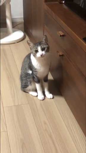 猫 家具 取っ手 かむ あくび フェイント まめきちまめこ ニートの日常 タビ 漫画