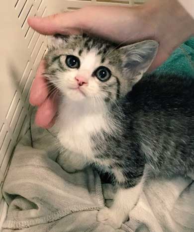 猫 家具 取っ手 かむ あくび フェイント まめきちまめこ ニートの日常 タビ 漫画