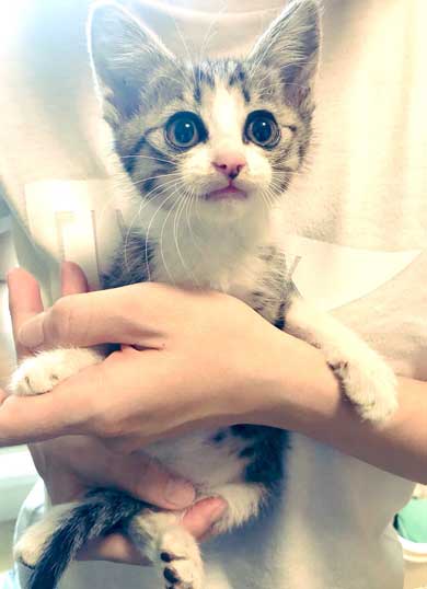 猫 家具 取っ手 かむ あくび フェイント まめきちまめこ ニートの日常 タビ 漫画