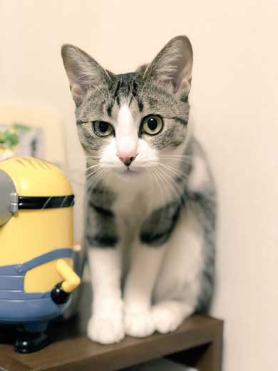 猫 家具 取っ手 かむ あくび フェイント まめきちまめこ ニートの日常 タビ 漫画