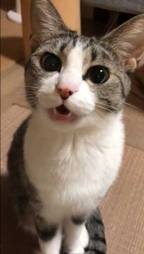 猫 家具 取っ手 かむ あくび フェイント まめきちまめこ ニートの日常 タビ 漫画