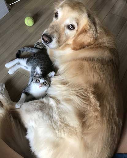 猫 家具 取っ手 かむ あくび フェイント まめきちまめこ ニートの日常 タビ 漫画