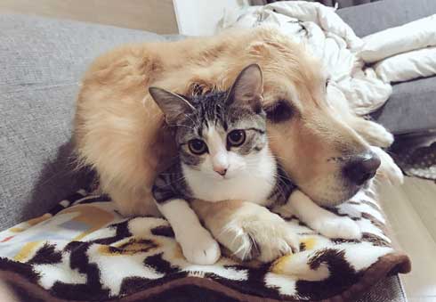 猫 家具 取っ手 かむ あくび フェイント まめきちまめこ ニートの日常 タビ 漫画