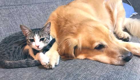 猫 家具 取っ手 かむ あくび フェイント まめきちまめこ ニートの日常 タビ 漫画