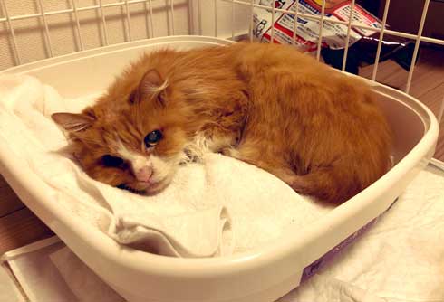 猫 家具 取っ手 かむ あくび フェイント まめきちまめこ ニートの日常 タビ 漫画