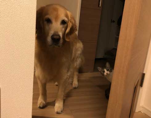 猫 家具 取っ手 かむ あくび フェイント まめきちまめこ ニートの日常 タビ 漫画