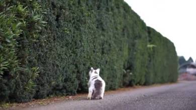 猫 ポン酢君 垣根