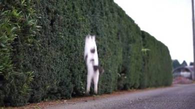 猫 ポン酢君 垣根