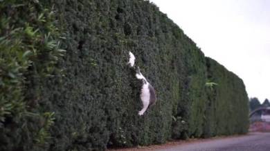 猫 ポン酢君 垣根