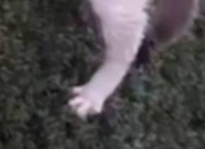 猫 ポン酢君 垣根