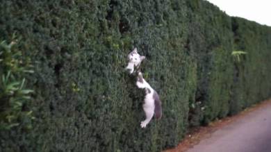 猫 ポン酢君 垣根