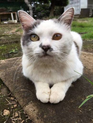 猫 ポン酢君 垣根