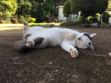 猫 ポン酢君 垣根