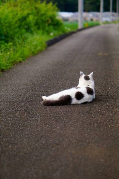 猫 ポン酢君 垣根