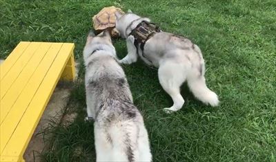 亀さんと遭遇したハスキーズ