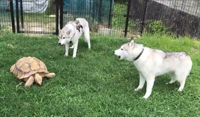 亀さんと遭遇したハスキーズ