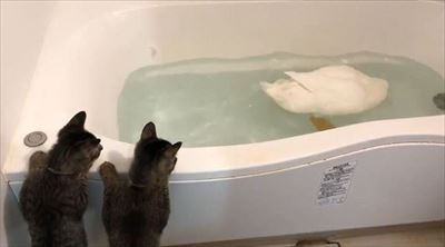 アヒルを見つめる子猫ちゃん