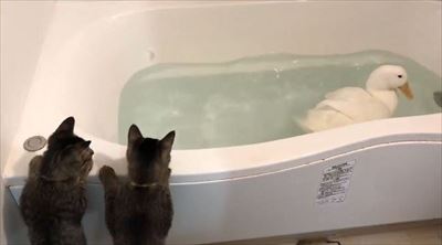 アヒルを見つめる子猫ちゃん