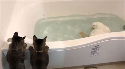 アヒルを見つめる子猫ちゃん