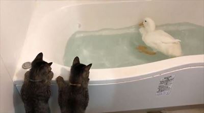 アヒルを見つめる子猫ちゃん