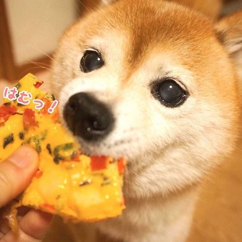 豆柴こむぎの部屋