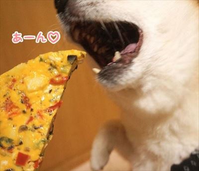 豆柴こむぎの部屋