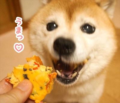 豆柴こむぎの部屋