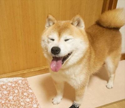 豆柴こむぎの部屋