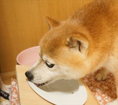 豆柴こむぎの部屋