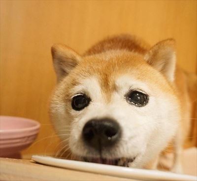 豆柴こむぎの部屋