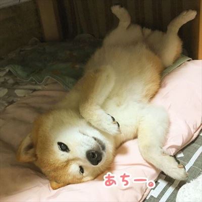 豆柴こむぎの部屋