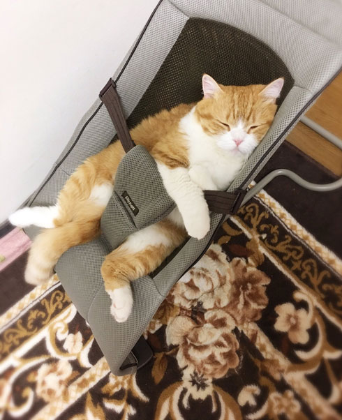 チャイルドシート 入り込んだ 猫 寝顔 足 すっぽり バウンサー