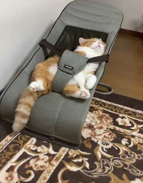 チャイルドシート 入り込んだ 猫 寝顔 足 すっぽり バウンサー